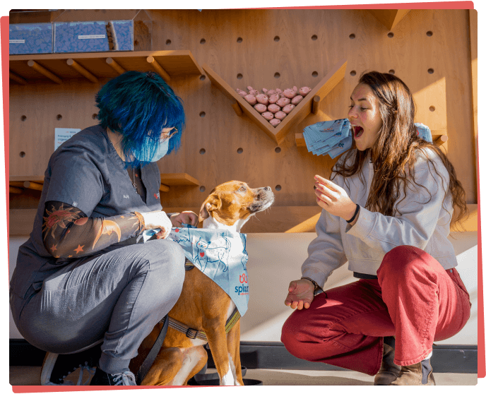 Primary & Urgent Care Veterinarian in 9+CO, Denver CO